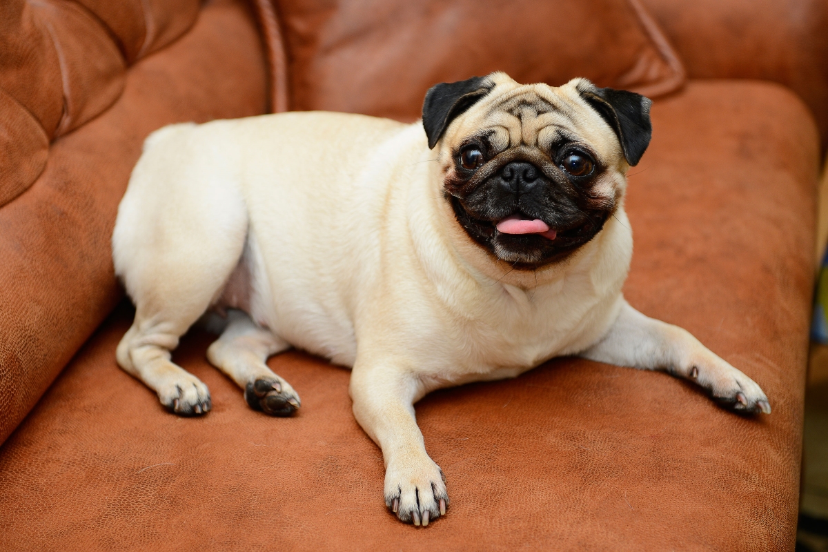 Why taking care of your Pug at home is so important! Hi Boox