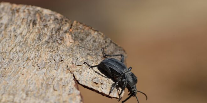 Popular Species of Darkling Beetles for Sale