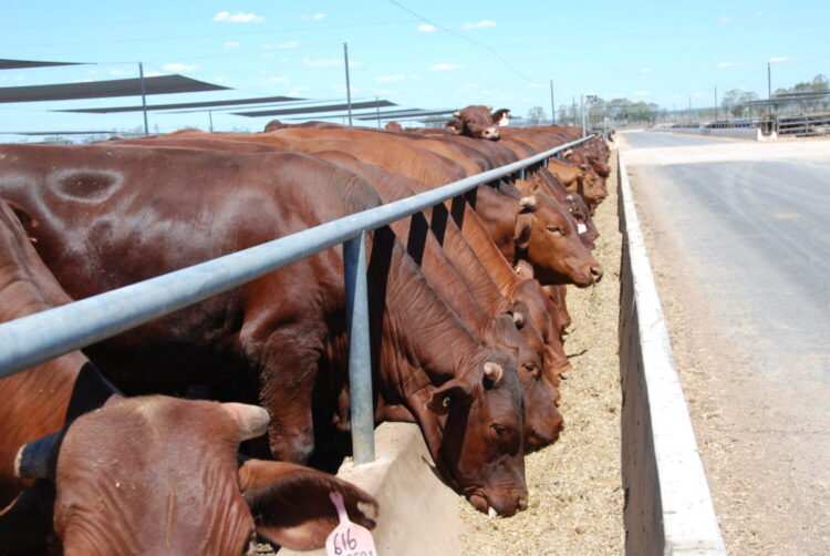Assessing Your Livestock's Nutritional Needs